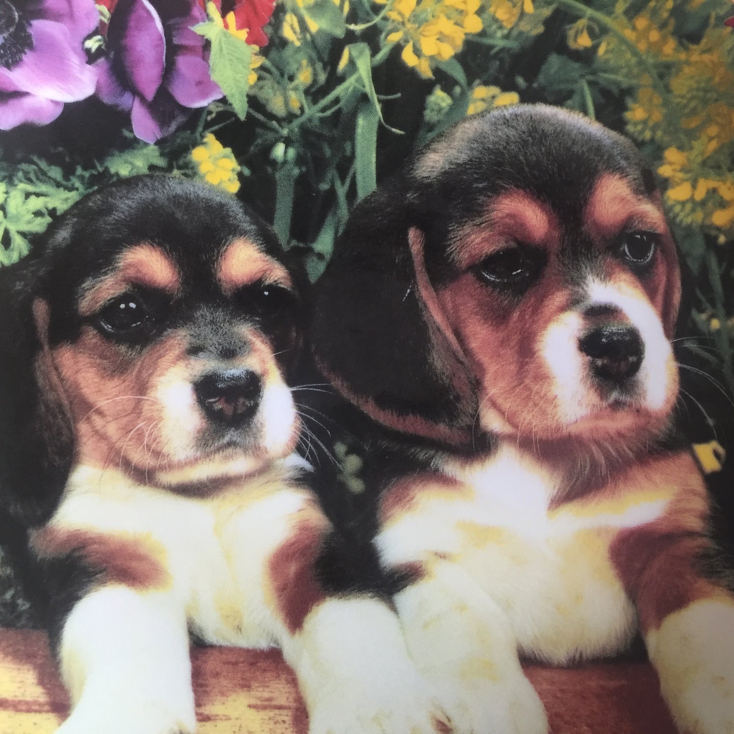 Franklin Mint Puppies and Posies Limited Edition Collector Plate